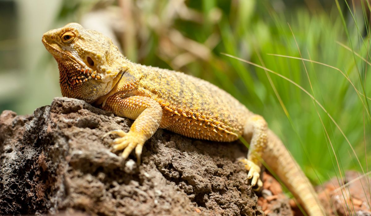 BEARDED DRAGON