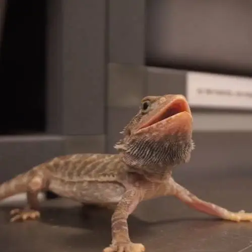 bearded dragon behavior