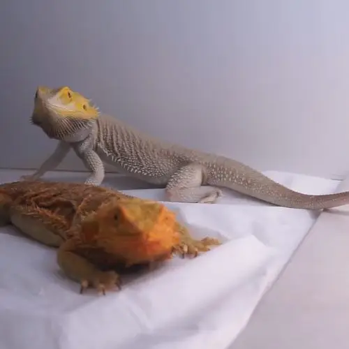 bearded dragon reproduction