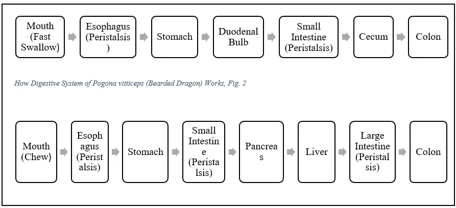 How Digestive System of Homo sapiens (Humans) Work
