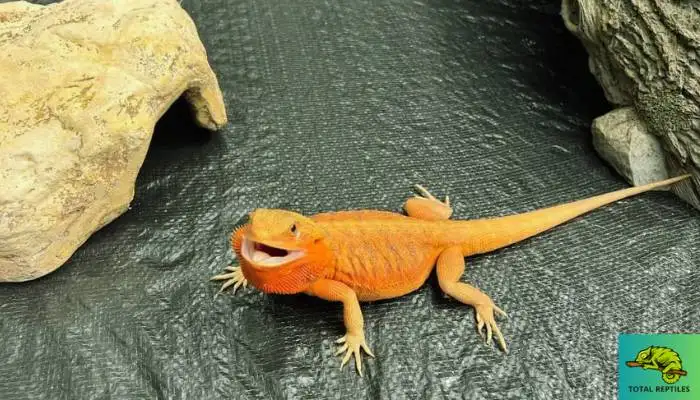 Bearded Dragon Basking with Mouth Open