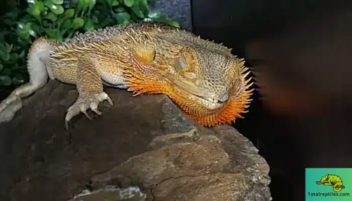 Bearded Dragon Brumation