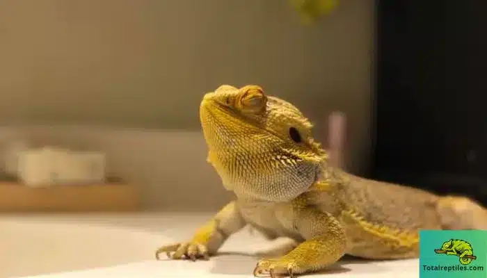 Bearded Dragon Brumation signs