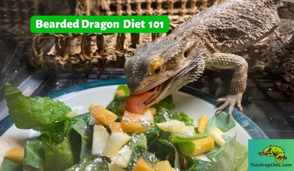 Bearded Dragon Diet 101