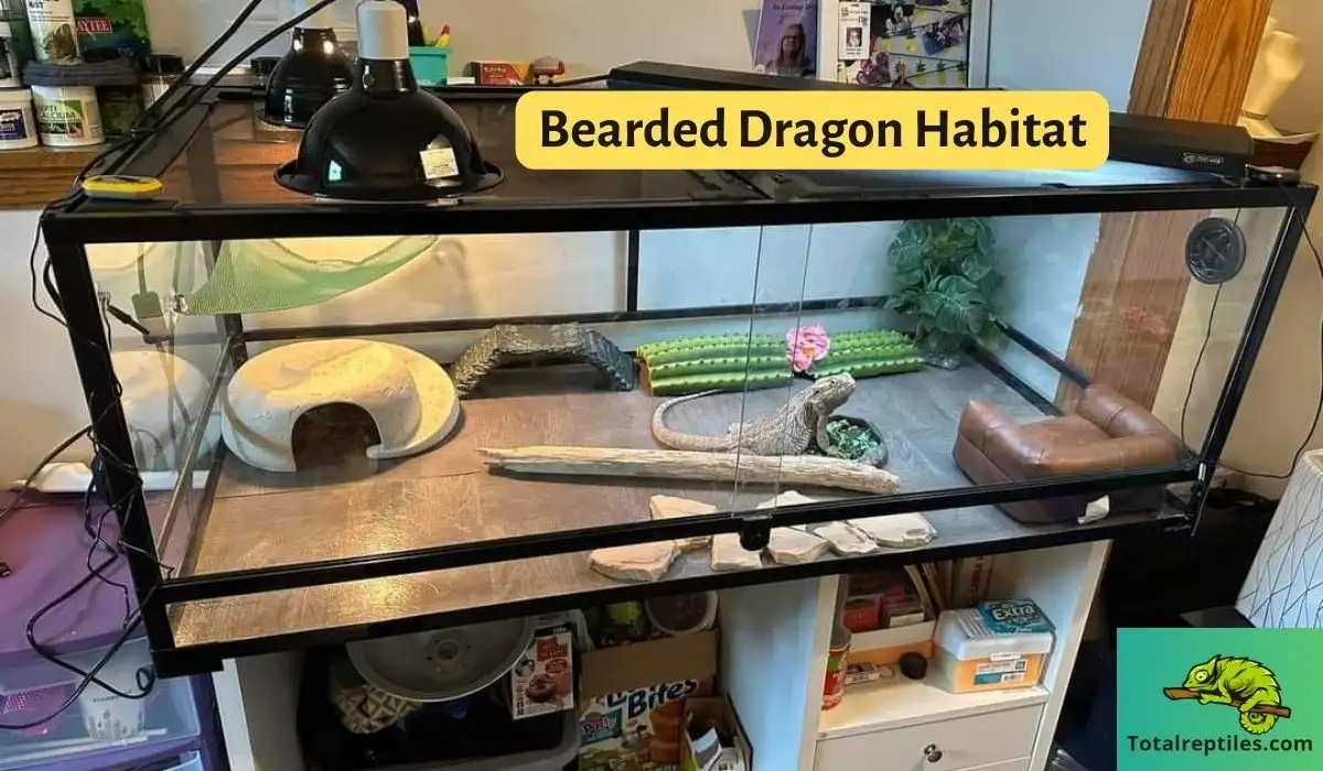 Bearded Dragon Habitat