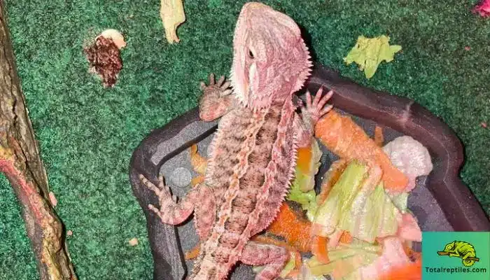 How to Feed Bearded Dragons