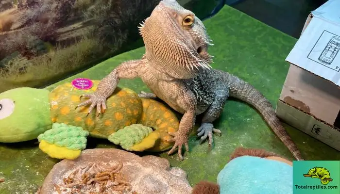 What Foods Should You Avoid in a Bearded Dragon Diet