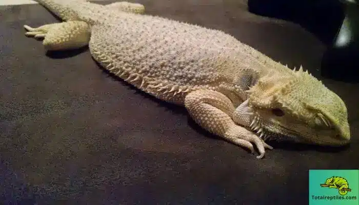 Why Do Bearded Dragons Brumate