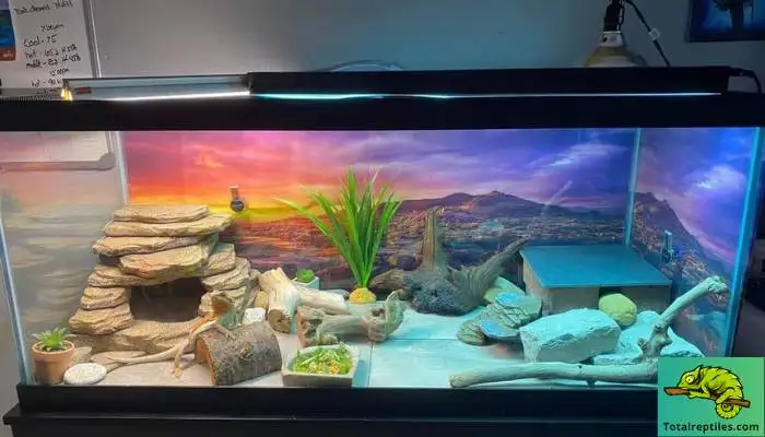 Are Heat Rocks Bad for Bearded Dragons