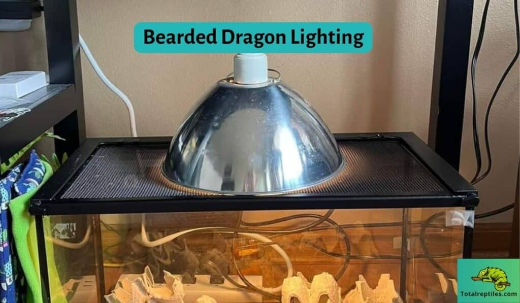 Bearded Dragon Lighting