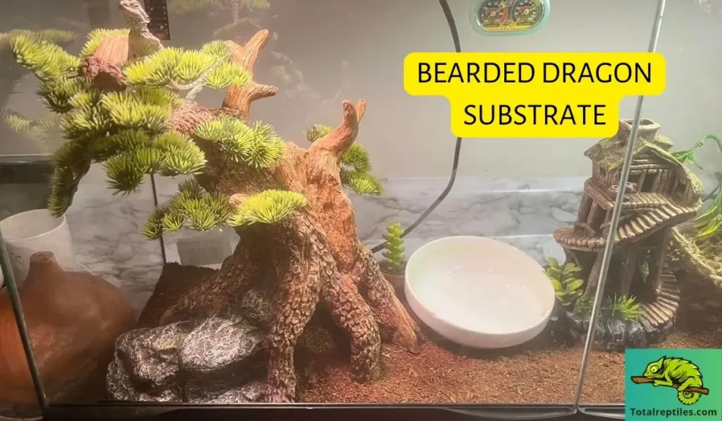 Bearded Dragon Substrate