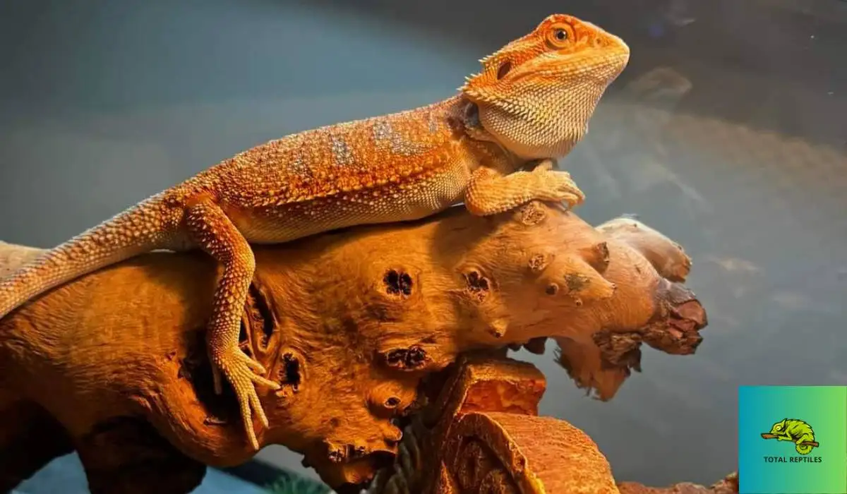 Bearded dragon