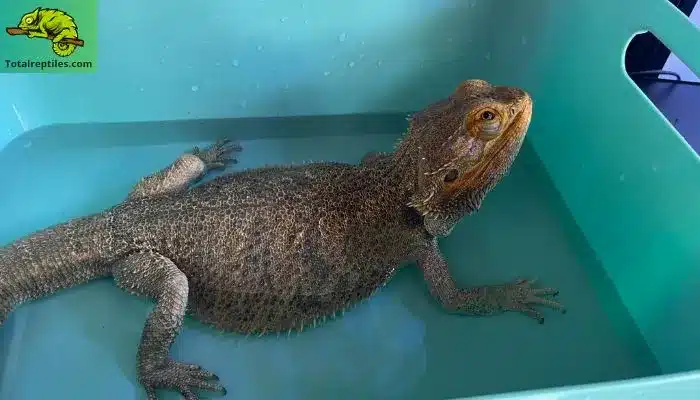 Can Bearded Dragons Drink Cold Water