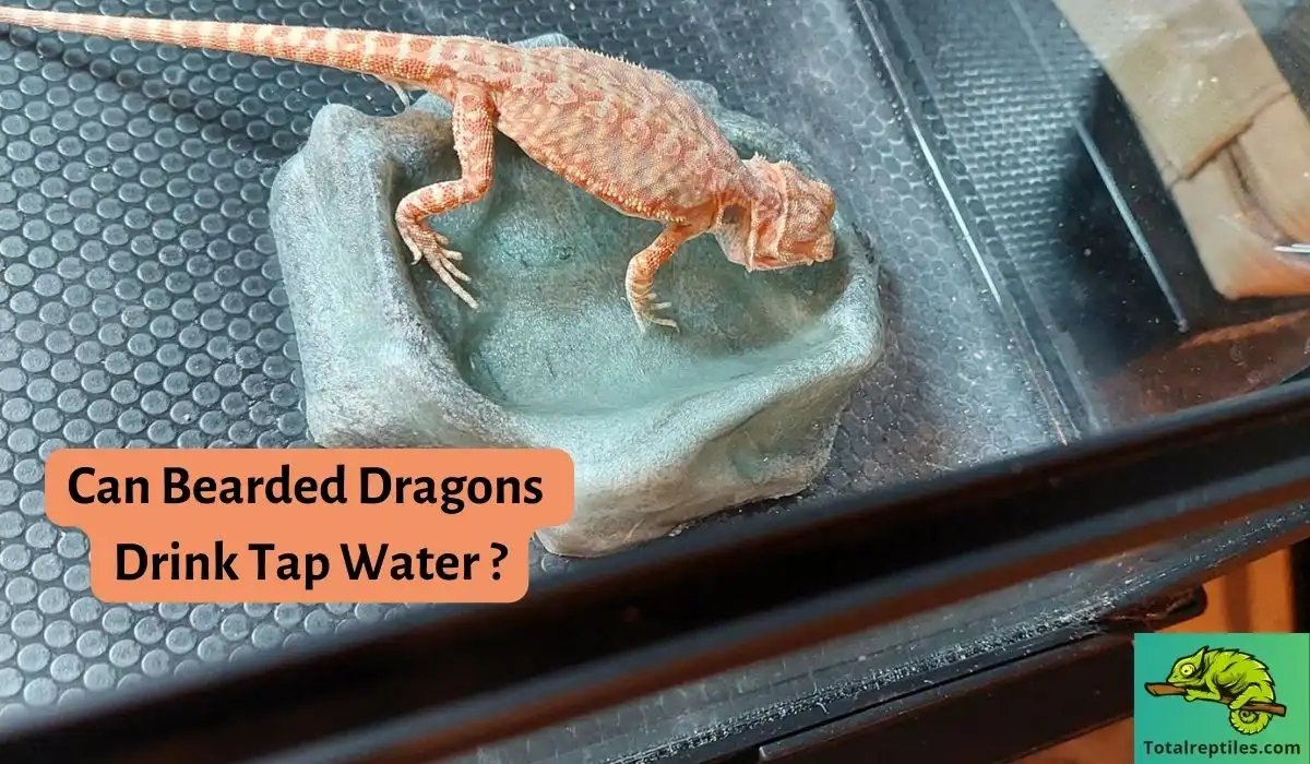 Can Bearded Dragons Drink Tap Water