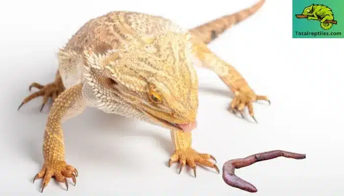 Can Bearded Dragons Eat Bloodworms