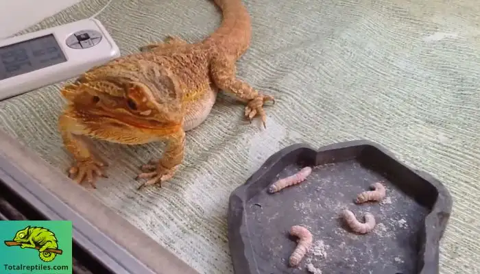 Can Bearded Dragons Eat Butterworms