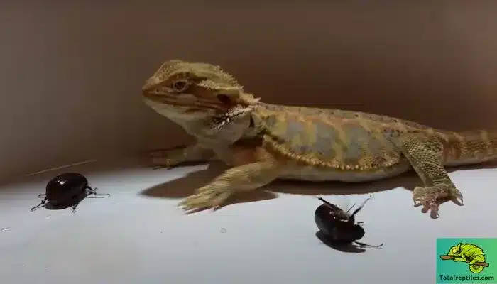 Can Bearded Dragons Eat June Bugs