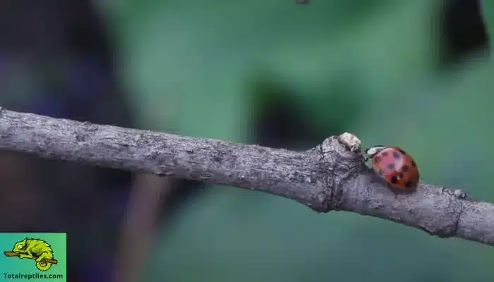 Can Bearded Dragons Eat Ladybugs