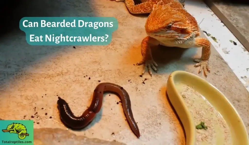 Can Bearded Dragons Eat Nightcrawlers