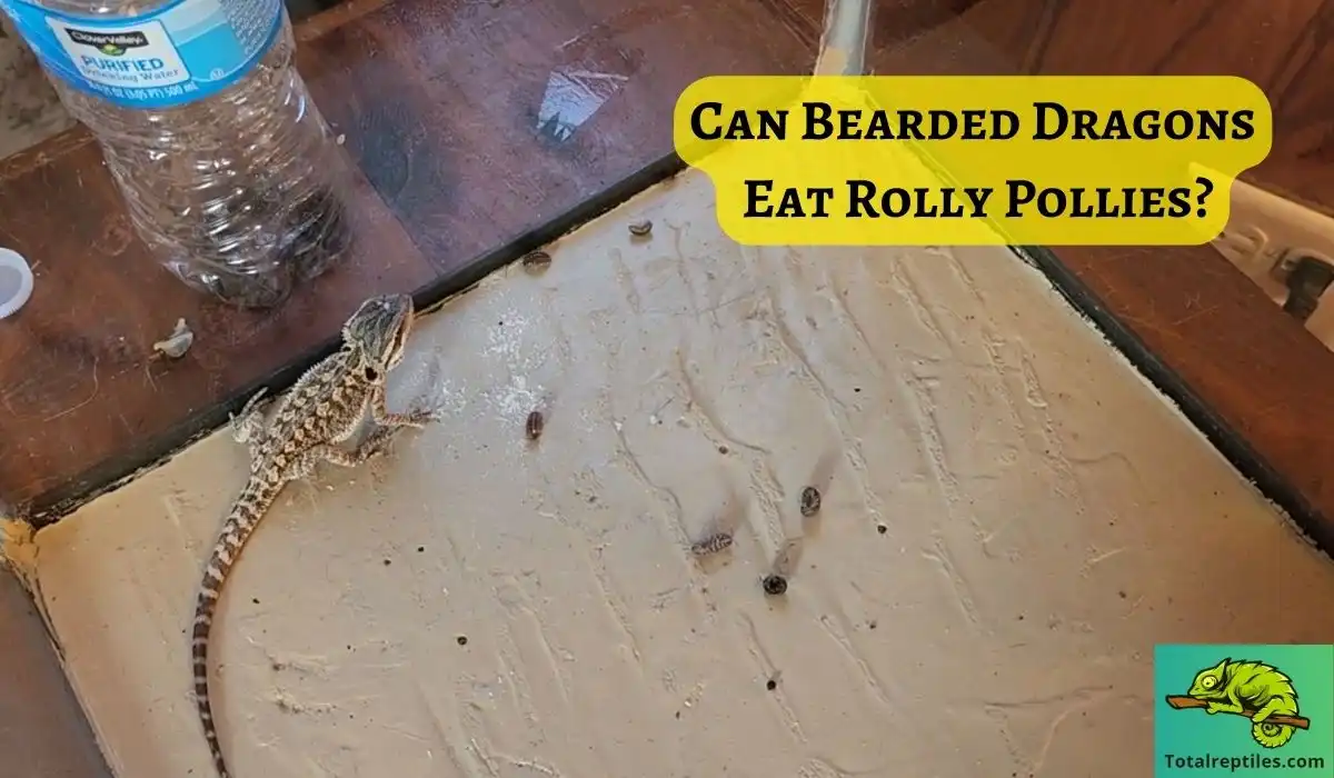 Can Bearded Dragons Eat Rolly Pollies