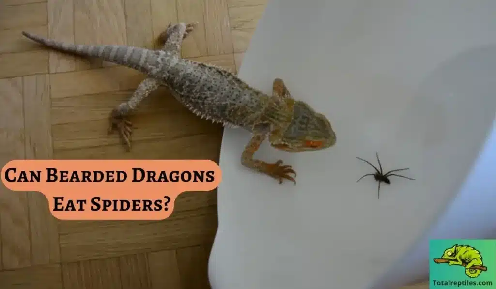 Can Bearded Dragons Eat Spiders