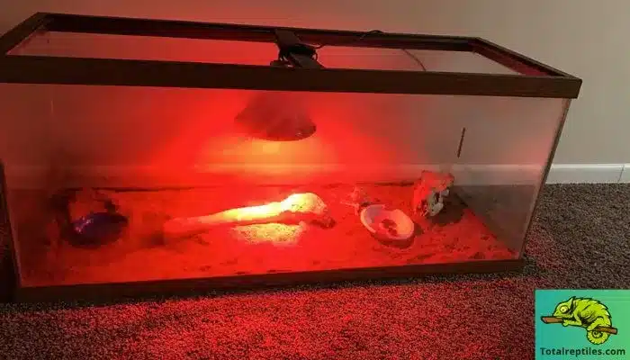 Can Bearded Dragons See Infrared Light