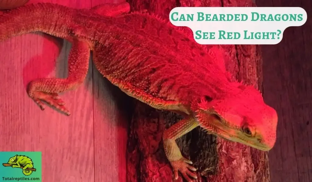 Can Bearded Dragons See Red Light