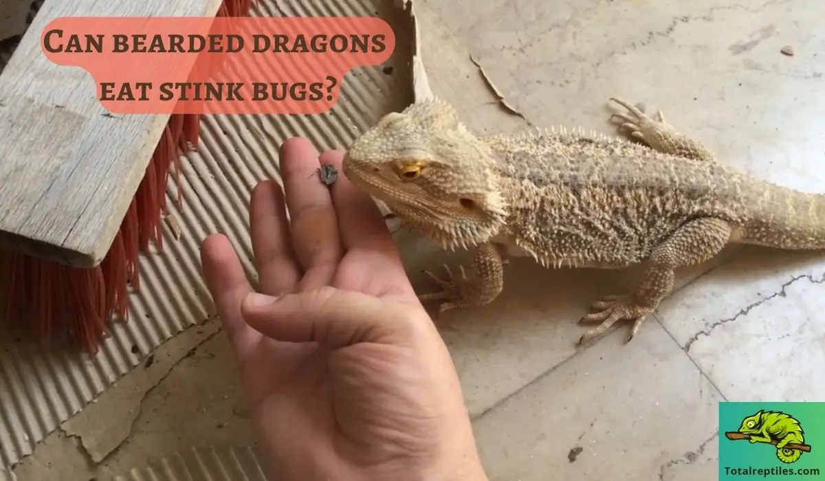 Can bearded dragons eat stink bugs