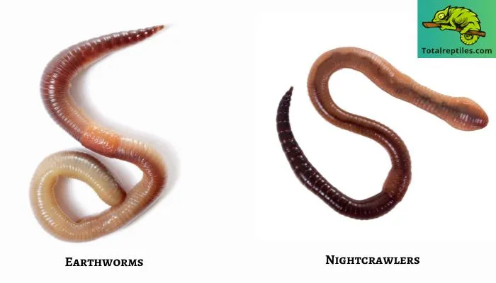 Difference Between Nightcrawlers or Earthworms