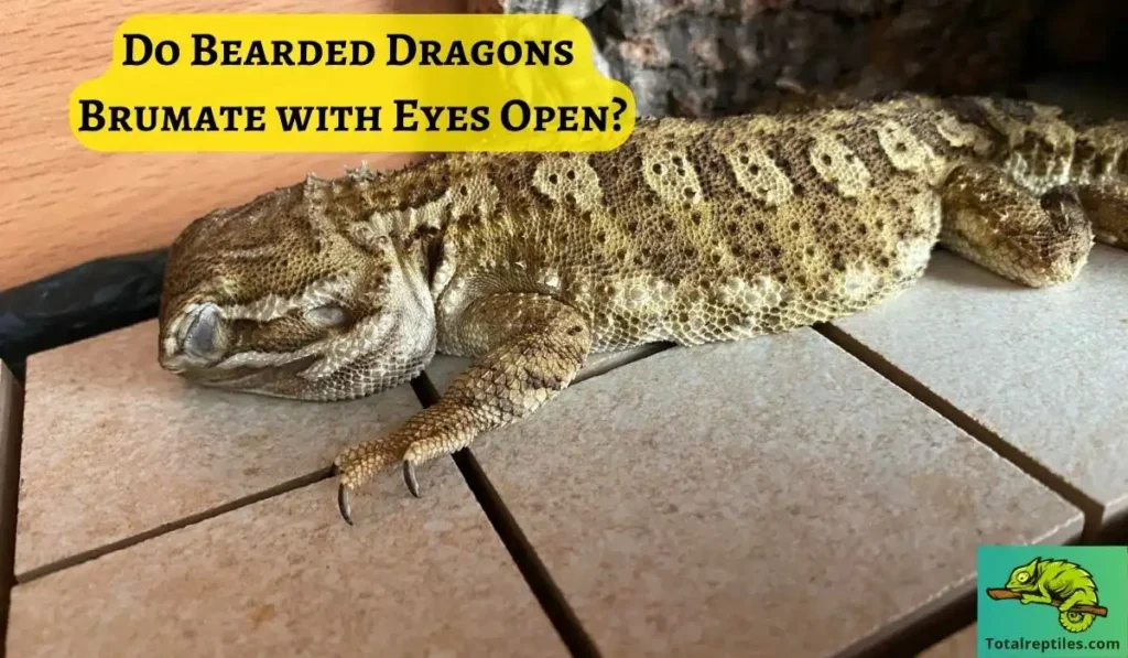 Do Bearded Dragons Brumate with Eyes Open