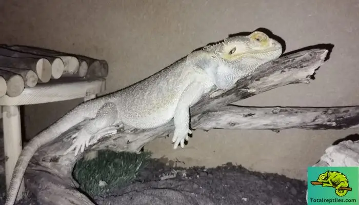 Do Bearded Dragons Close Their Eyes During Brumation