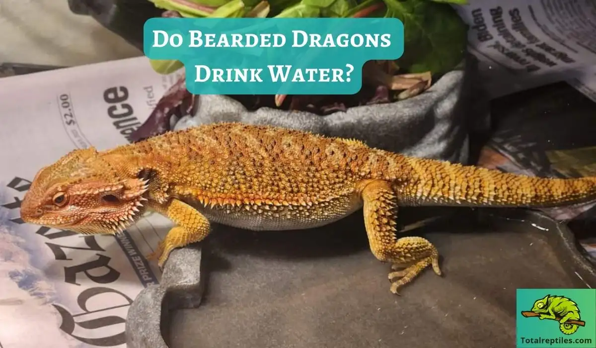 Do Bearded Dragons Drink Water