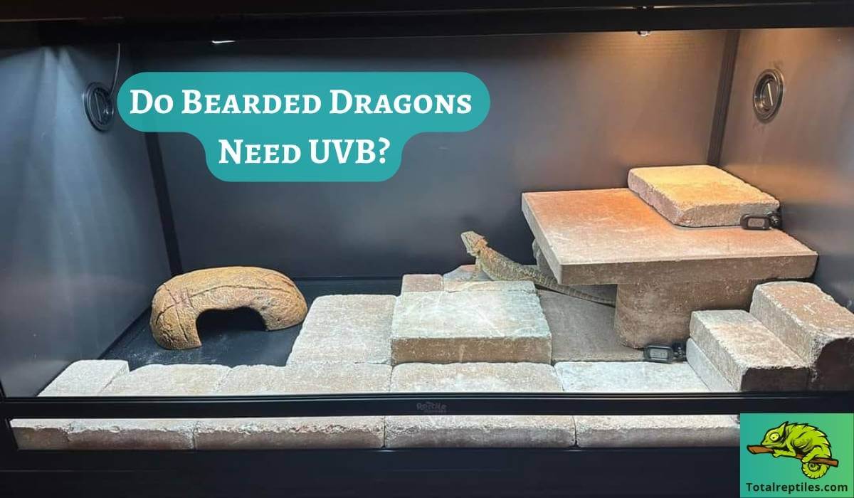 Do Bearded Dragons Need UVB