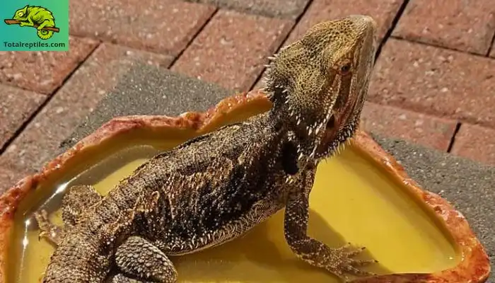 Do Bearded Dragons Need Water