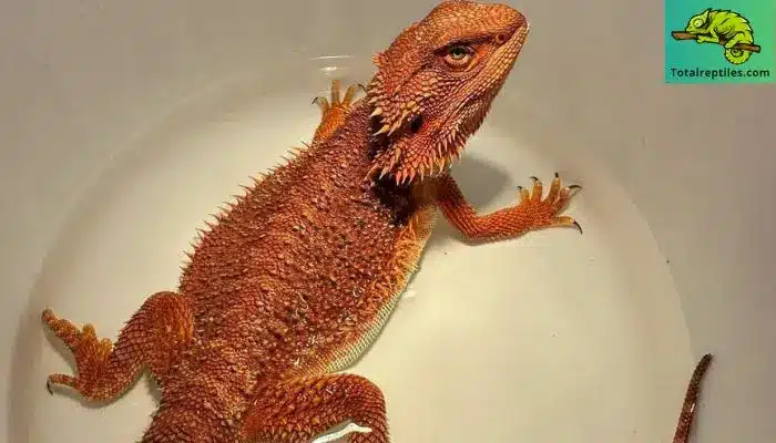 Do Bearded Dragons Need to Absorb Water Through Their Skin