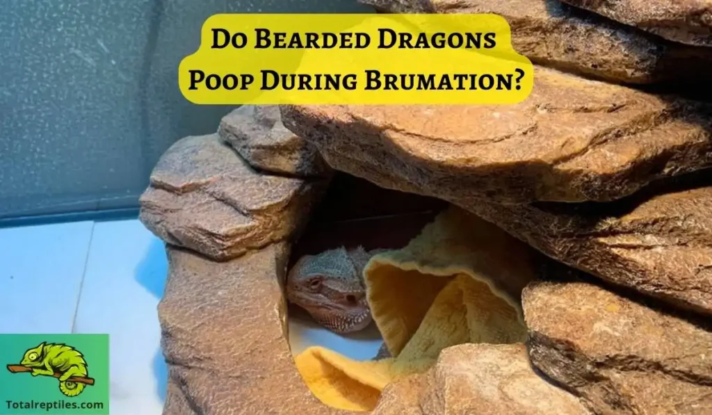 Do Bearded Dragons Poop During Brumation