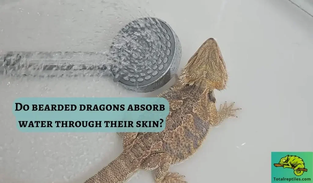 Do bearded dragons absorb water through their skin