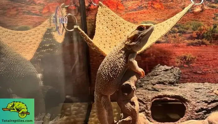 How Much UVB Does a Bearded Dragon Need