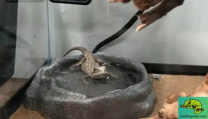 How Much Water Should Bearded Dragons Drink