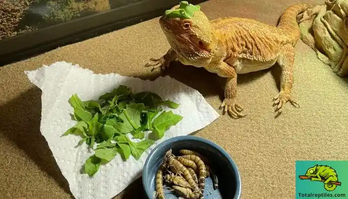 How to Feed Insects to Bearded Dragons