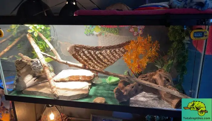 How to Keep Bearded Dragon Warm at Night