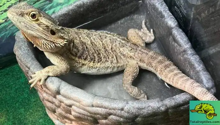 How to Keep Bearded Dragons Hydrated