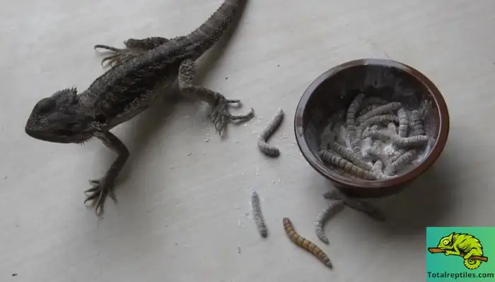 Insects to Avoid Feeding Bearded Dragons