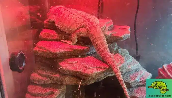 Is Red Light Bad for Bearded Dragons