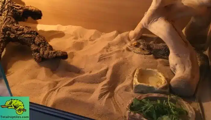 Is Sand Good for Bearded Dragons