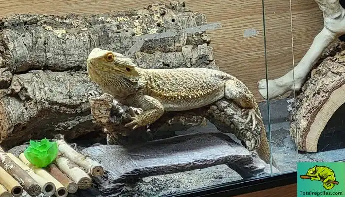 Safe Wood for Bearded Dragons