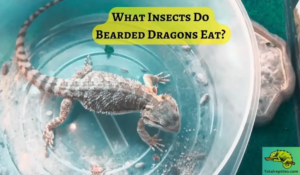 What Insects Do Bearded Dragons Eat