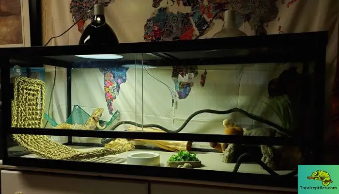 What Lights Do Bearded Dragons Need?