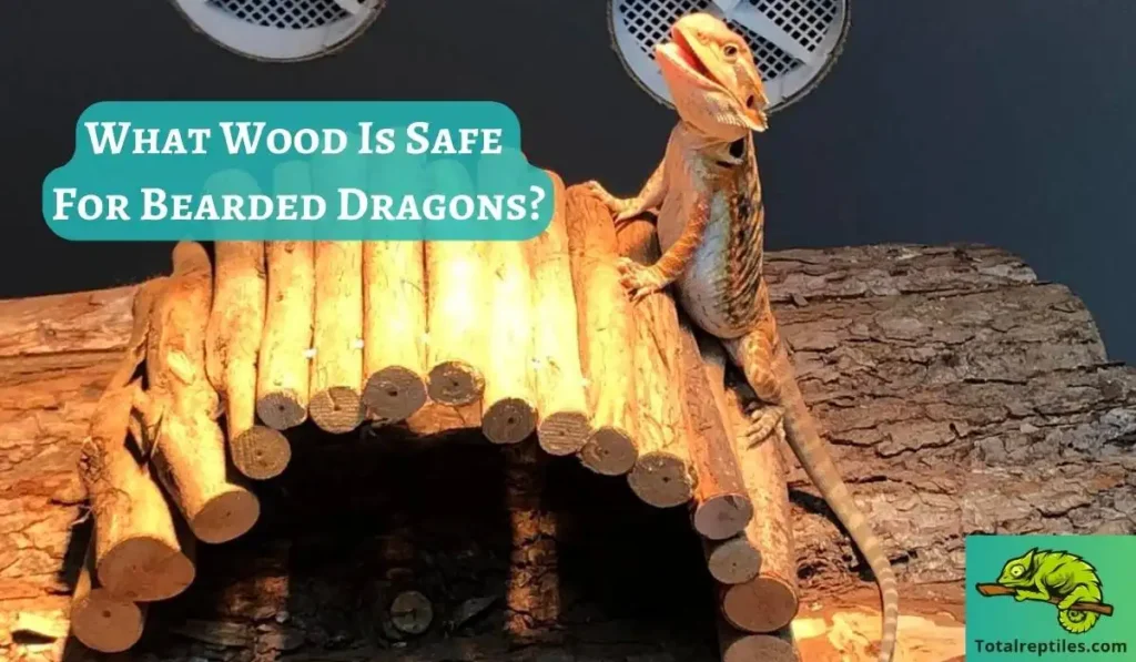 What Wood Is Safe For Bearded Dragons