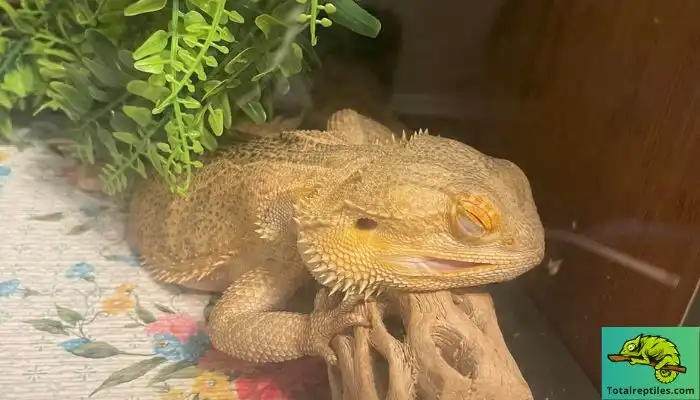 Why Do Bearded Dragons Not Poop During Brumation